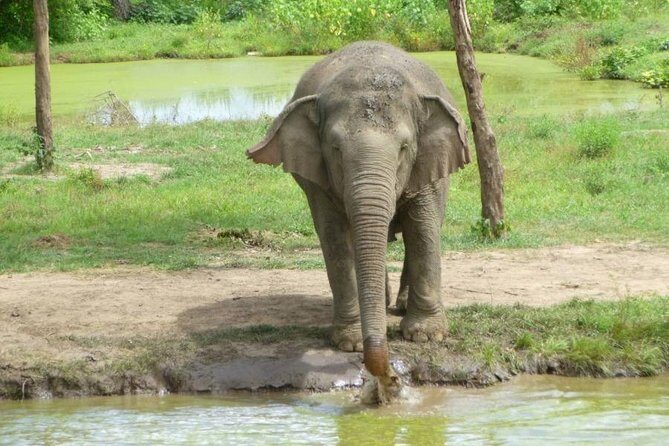 2 day 1 night Elephant World Kanchanaburi from Bangkok - Key things to know before you book