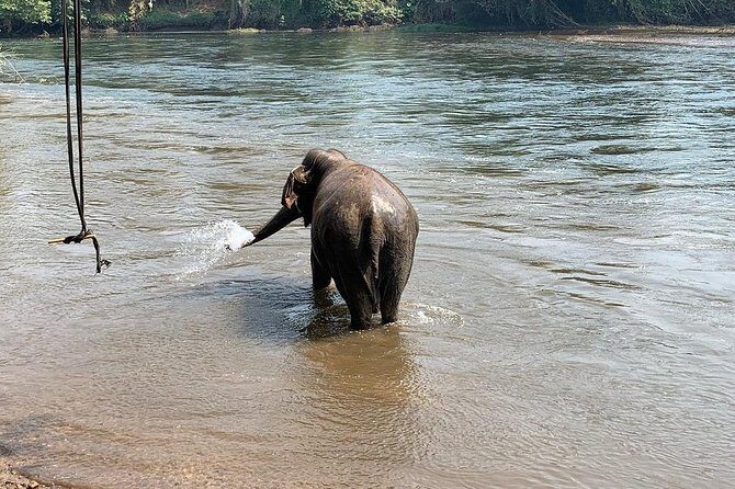 2 day 1 night Elephant World Kanchanaburi from Bangkok - Day 2: forest walks with mahouts, a mountain view, and morning birding