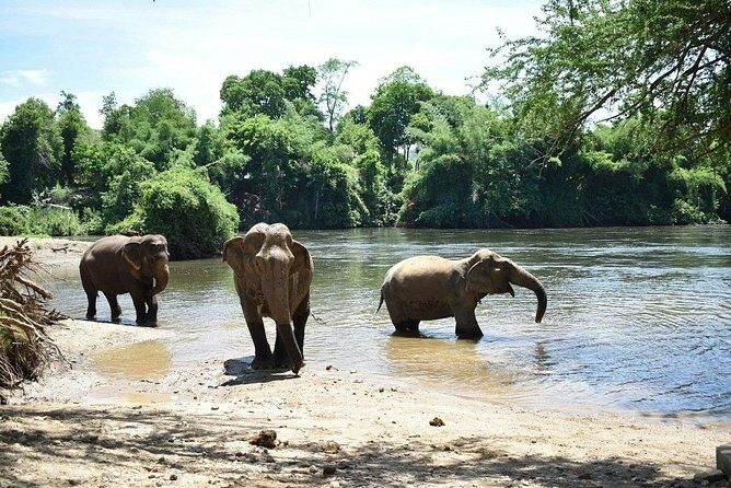 2 day 1 night Elephant World Kanchanaburi from Bangkok - Who should book this tour, and who should pause