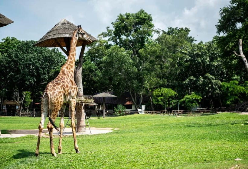 Bangkok/Pattaya: Khao Kheow Zoo Private Tour with Pickup - Private Pickup That Saves You from Bangkok-to-Zoo Headaches