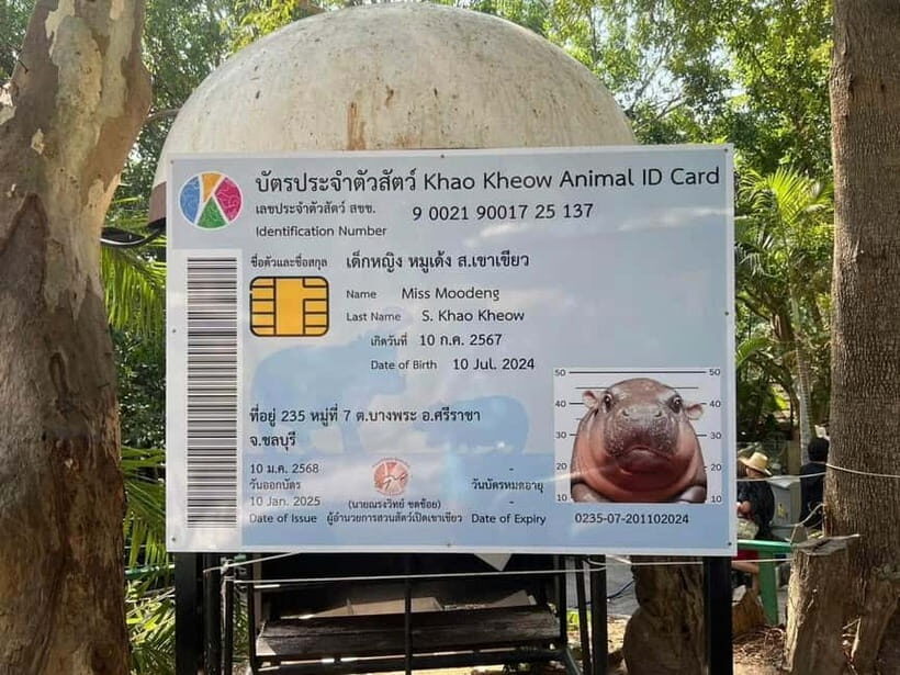 Bangkok/Pattaya: Khao Kheow Zoo Private Tour with Pickup - Moo Daeng, Feeding Moments, and the Big-Name Animals
