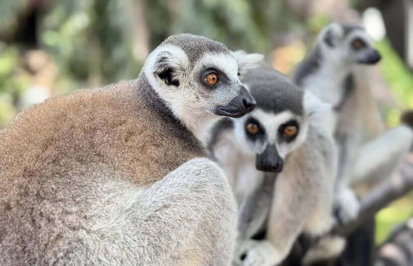 Bangkok/Pattaya: Khao Kheow Zoo Private Tour with Pickup - A 6-Hour Game Plan That Feels Flexible