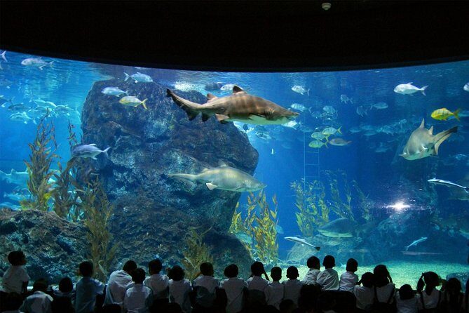 Bangkok SEA LIFE & Madame Tussauds Combo with Hotel Transfers - Why this Sea Life and Madame Tussauds combo is worth your time