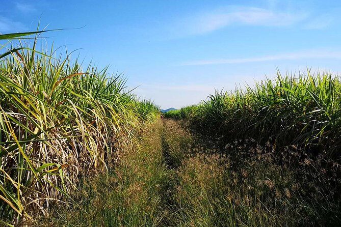 Cycling in rural Kanchanaburi area - Who should book this rural cycling tour in Kanchanaburi