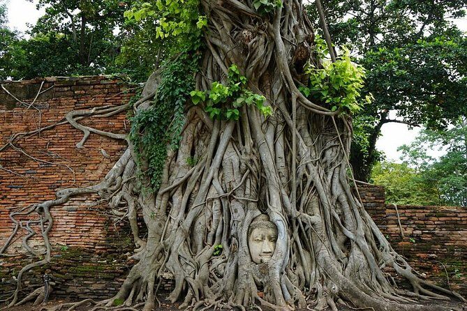 Discover UNESCO World Heritage Sites - Ayutthaya to Khao Yai National Park - Wat Mahathat: the tree around the Buddha head and proper respect