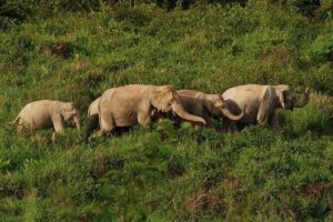 Elephant and Wildlife Watching in Kuiburi National Park - Private Afternoon Tour - Stop 1: Kui Buri Visitor Center Orientation Stop (About 30 Minutes)
