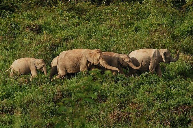 Elephant and Wildlife Watching in Kuiburi National Park - Private Afternoon Tour - Stop 1: Kui Buri Visitor Center Orientation Stop (About 30 Minutes)