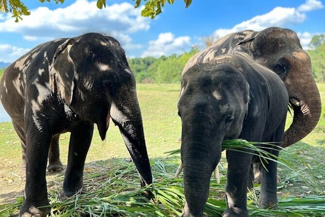 Erawan Waterfall and Elephant care from Bangkok -Private Tour - Quick highlights you’ll actually care about