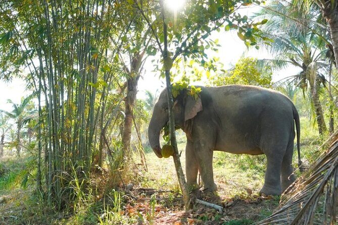 Ethical Elephant Sanctuary Tour from Bangkok & Pattaya - Ethical Elephant Care: What the Rules Mean for Your Day
