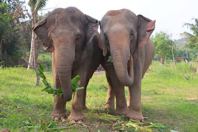 Ethical Elephant Sanctuary Tour from Bangkok & Pattaya - Stop at Living Green Elephant Sanctuary: What You’ll Do There