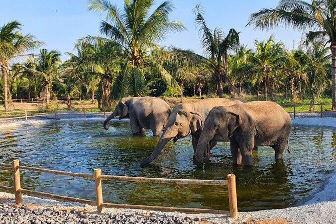 Ethical Elephant Sanctuary Tour from Bangkok & Pattaya - Feeding, Walking, and Touch: How to Get the Most From the Elephant Time