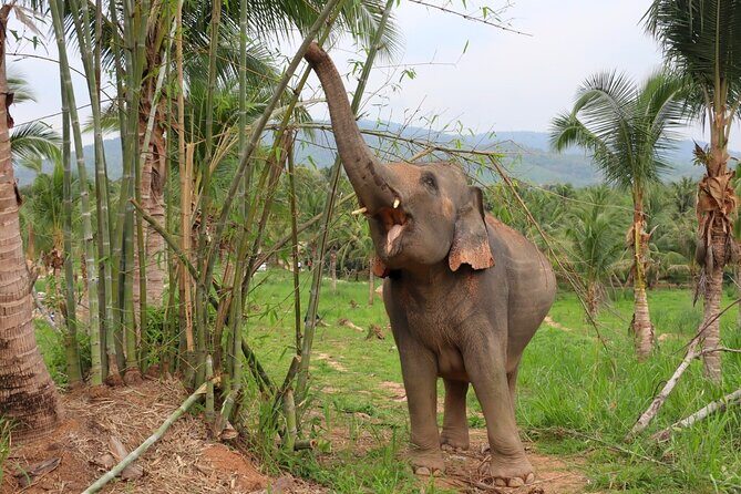 Ethical Elephant Sanctuary Tour from Bangkok & Pattaya - Price and Value: Is $71.49 Worth It in Real Terms?