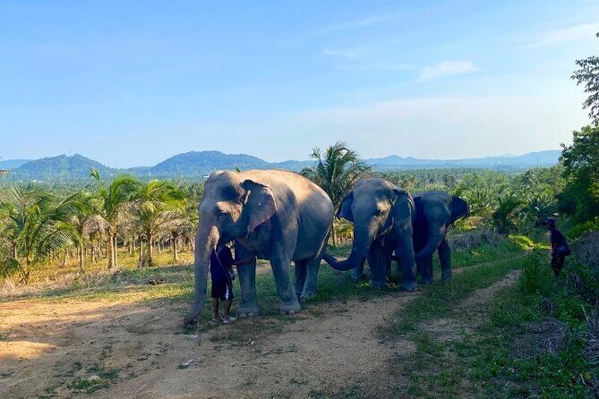 Ethical Elephant Sanctuary Tour from Bangkok & Pattaya - Transport Reality Check: What to Expect and What to Watch For
