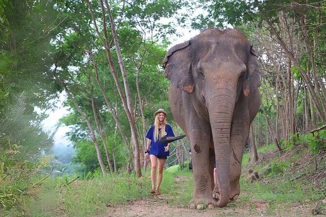 Ethical Elephant Sanctuary Tour from Bangkok & Pattaya - Your 5–6 Hour Rhythm from Pattaya: Pickup, Sanctuary Time, Lunch