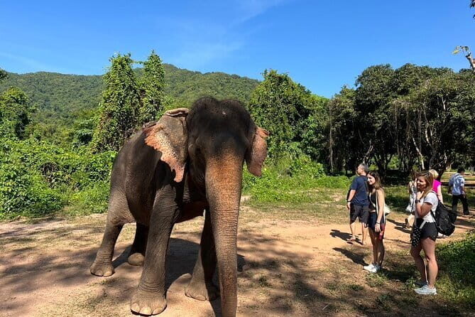 Ethical Elephant Watching Tour From Bangkok & Pattaya - Key highlights you’ll care about