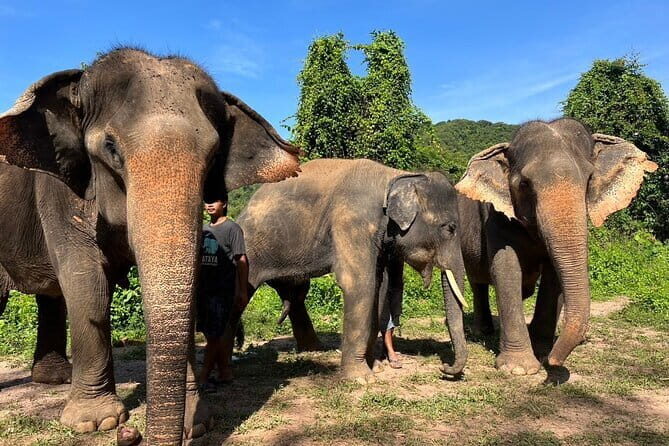 Ethical Elephant Watching Tour From Bangkok & Pattaya - Living Green Elephant Sanctuary: the day-trip vibe from Bangkok