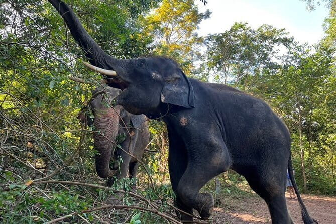 Ethical Elephant Watching Tour From Bangkok & Pattaya - The 3-hour sanctuary visit: what you’ll actually do and learn