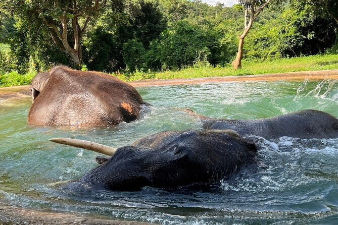 Ethical Elephant Watching Tour From Bangkok & Pattaya - What “ethical elephant watching” means here (in plain terms)