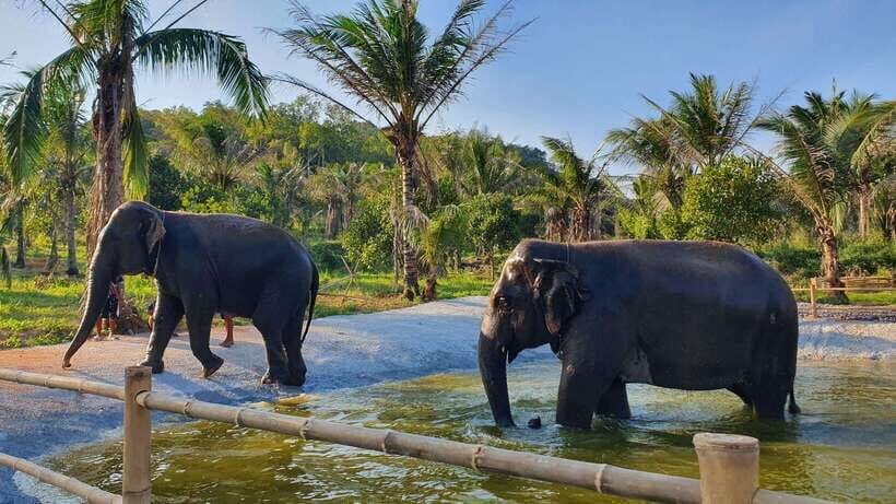 From Bangkok: Living Green Elephant Sanctuary Day Trip - Key things I’d circle in your itinerary