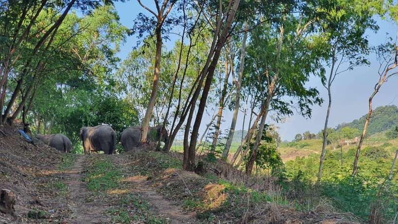From Bangkok: Living Green Elephant Sanctuary Day Trip - An ethical elephant encounter that actually feels natural