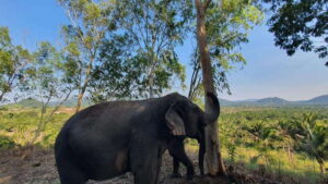 From Bangkok: Living Green Elephant Sanctuary Day Trip - Bangkok to Chonburi: what the drive is really like