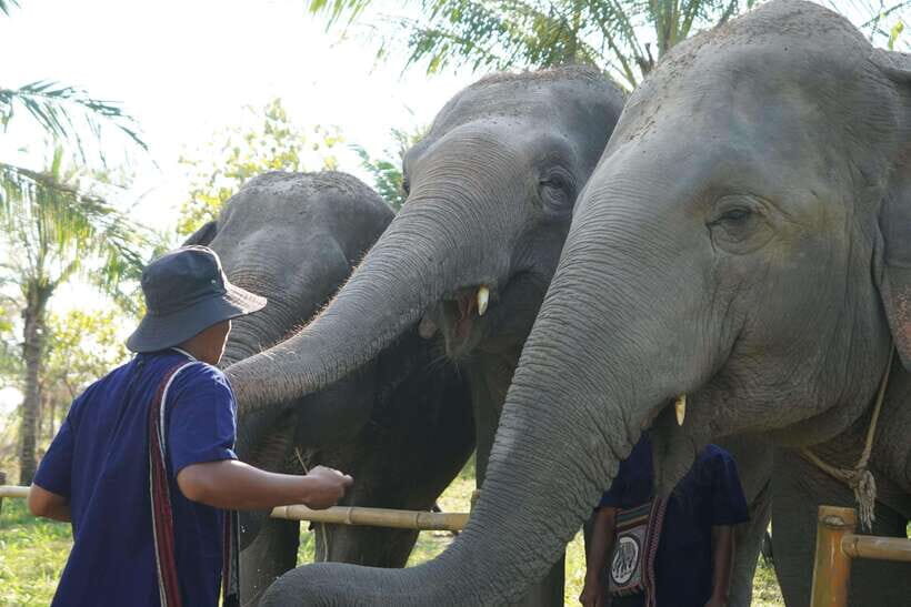 From Bangkok: Living Green Elephant Sanctuary Day Trip - Mo Hom clothing and a short briefing that sets the tone