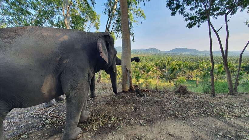 From Bangkok: Living Green Elephant Sanctuary Day Trip - Feeding rescued elephants: hands-on, but controlled and respectful
