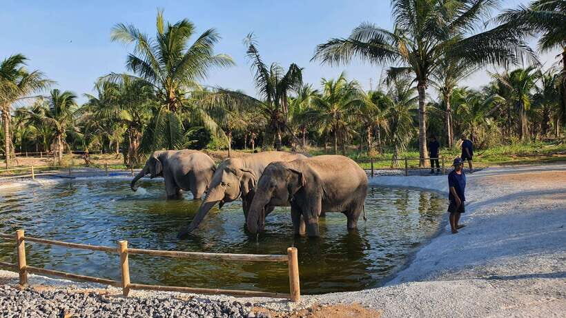 From Bangkok: Living Green Elephant Sanctuary Day Trip - Bath time and mud: when you can join, and when you just watch