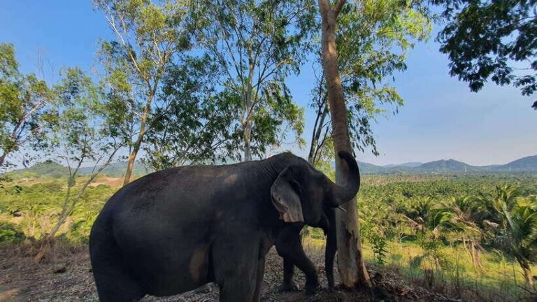 From Bangkok: Living Green Elephant Sanctuary Day Trip - Bangkok to Chonburi: what the drive is really like