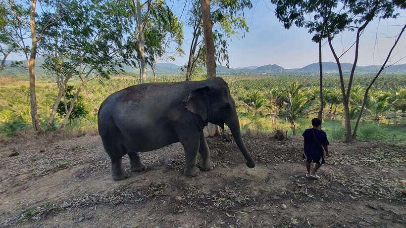 From Bangkok: Living Green Elephant Sanctuary Day Trip - Guides that keep it fun, clear, and safety-first