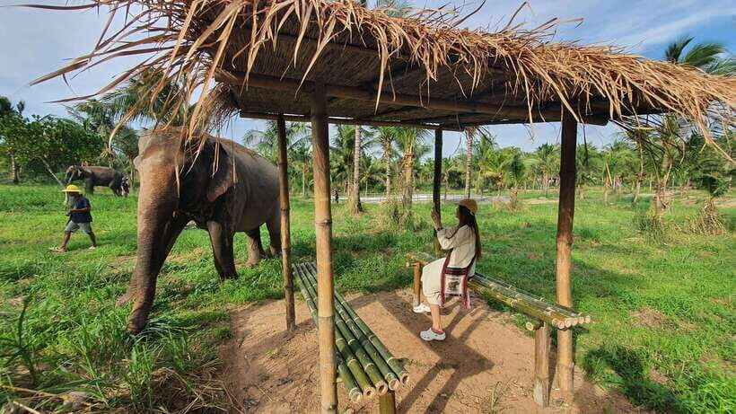 From Bangkok: Living Green Elephant Sanctuary Day Trip - Price and value: is $57 a good deal?