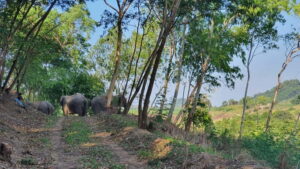 From Pattaya: Living Green Elephant Sanctuary Day Trip - Mo Hom Clothing and the First Elephant Check-In