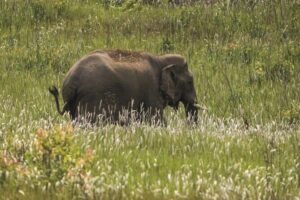 Khao Yai National Park Full-Day From Bangkok - Including Ticket - Getting There: The Road Trip Pace You Need to Plan For