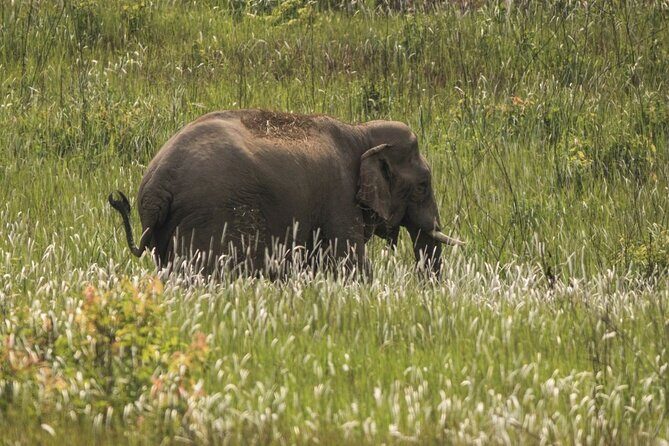 Khao Yai National Park Full-Day From Bangkok - Including Ticket - Getting There: The Road Trip Pace You Need to Plan For