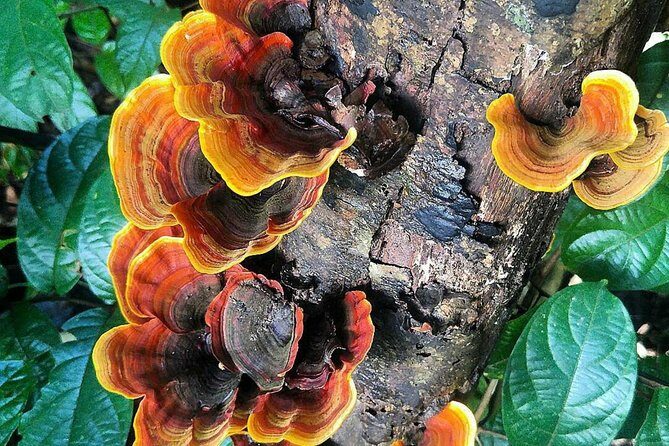 Khao Yai National Park Hiking Day Tour: Haew Narok and Haew Suwat - Price and What You’re Actually Getting for It