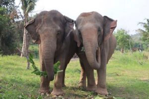 Living Green Elephant Sanctuary Experience near Bangkok & Pattaya - Mo Hom shirts, guide personalities, and the photo moment you’ll actually use