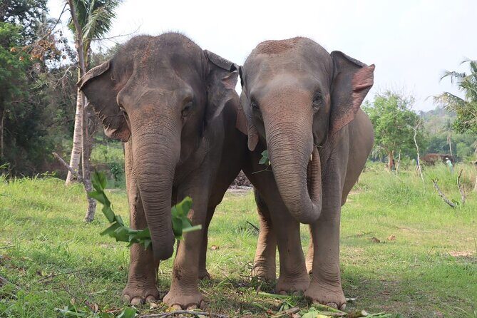 Living Green Elephant Sanctuary Experience near Bangkok & Pattaya - Mo Hom shirts, guide personalities, and the photo moment you’ll actually use