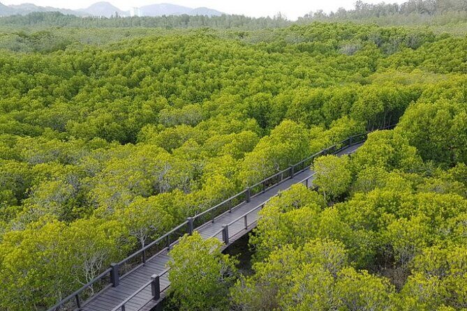 Mangrove Forest Hike and River Boat Ride with Private Guide from Hua Hin - Pranburi Forest Park mangroves: the boardwalk walk and wildlife odds