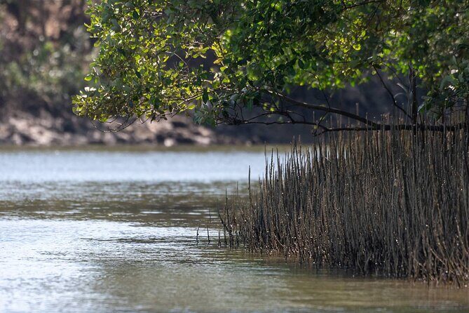 Mangrove Forest Hike and River Boat Ride with Private Guide from Hua Hin - What to bring for this mangrove-to-viewpoint day