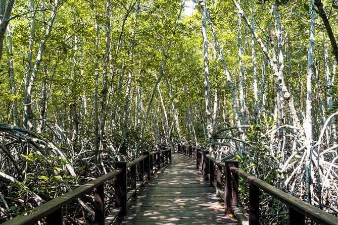 Mangrove Forest Hike and River Boat Ride with Private Guide from Hua Hin - Pranburi River boat ride: one hour of calmer views