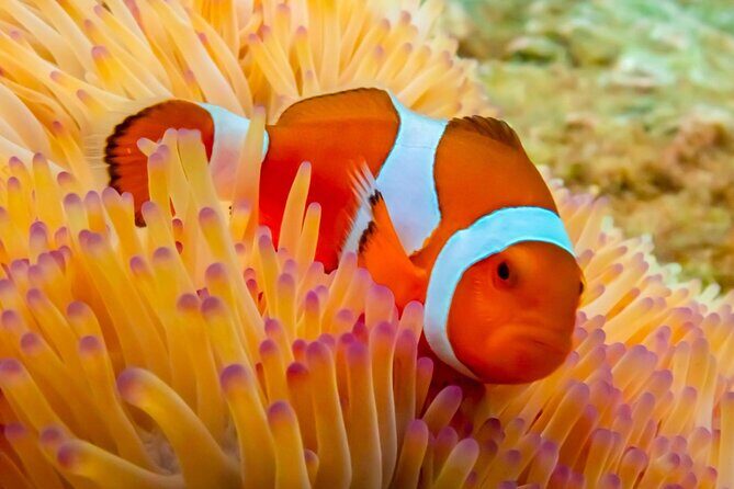 Nemo Island Experience with Drone Photos and Lunch - First Snorkeling Spot: 3 Meters Deep and Built for Clownfish
