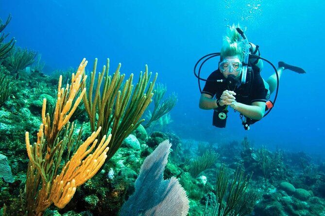 Pattaya PADI Beginner Scuba Diving One Try Dive Depth 6 Meters and Snorkeling ) - What You’ll Actually See: Coral Reef and Marine Life, Up Close