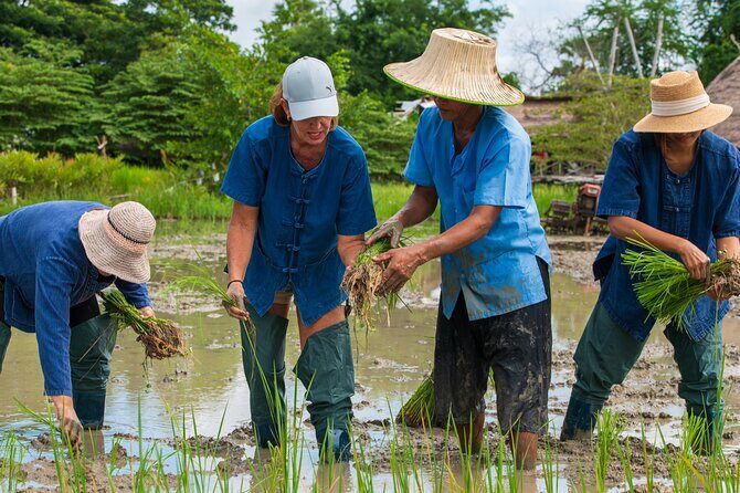 Plough to Plate: Be A Rice Farmer in Phetchaburi from Hua Hin - What makes this rice-farming tour feel different from a typical day trip