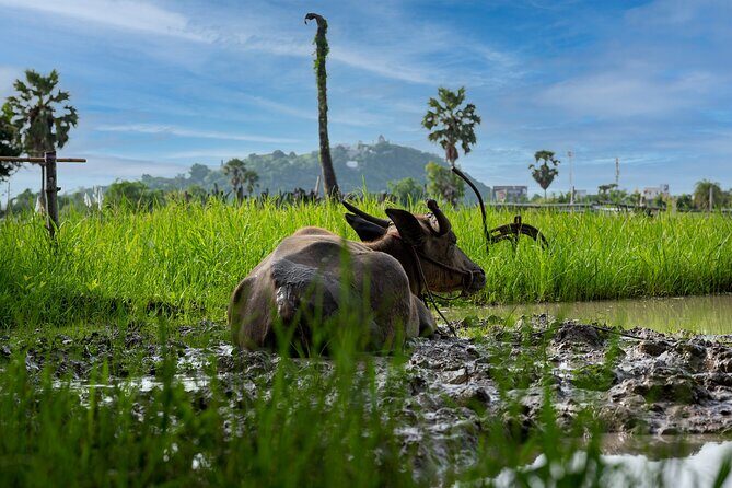 Plough to Plate: Be A Rice Farmer in Phetchaburi from Hua Hin - The lunch: hearty farm food that follows the theme