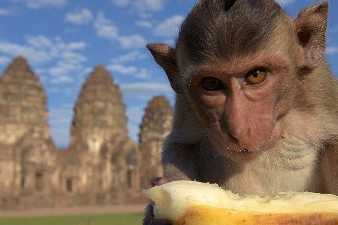 Private tour to Ayutthaya and Lopburi Monkey Temple (from Bangkok) - Lopburi Stop 2: The Monkey Temple at Phra Prang Sam Yod
