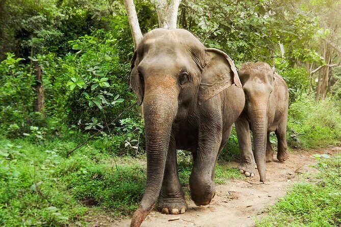 Private Tour to Kanchanaburi Death Railway and Elephant Haven - Key takeaways