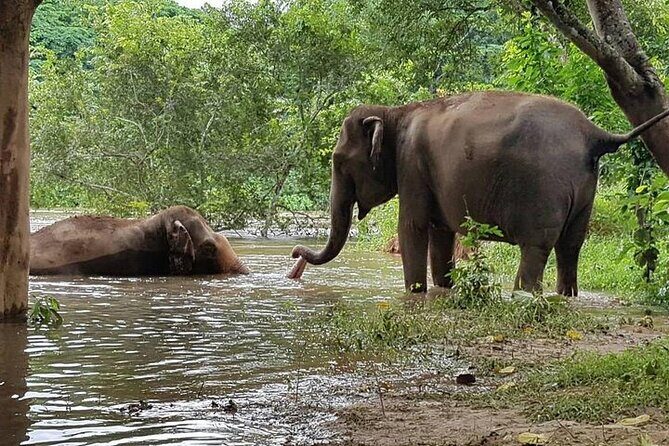 Private Tour to Kanchanaburi Death Railway and Elephant Haven - River Khwae Bridge: a second look that brings the day full circle