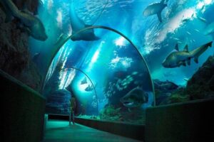 Sea Life Bangkok Ocean World Tickets - Price and Value: $44 for Aquarium Entry Plus Madame Tussauds