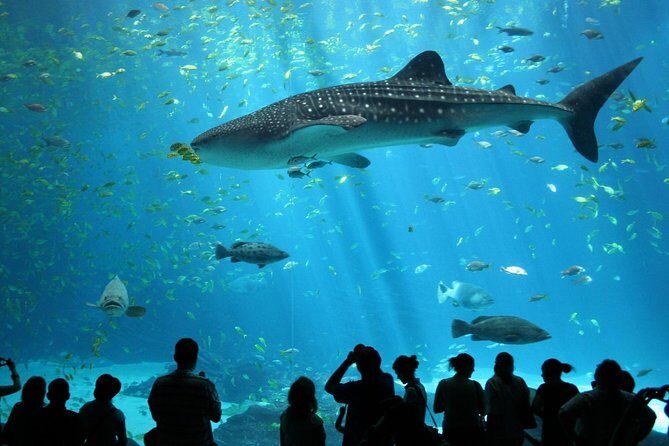 SEA LIFE Ocean World at Bangkok Admission Ticket - Key things to know before you go