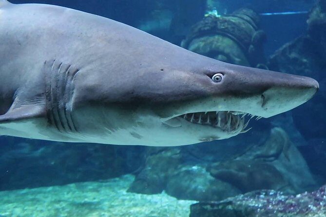 SEA LIFE Ocean World at Bangkok Admission Ticket - Under Siam Paragon: what SEA LIFE Ocean World Bangkok feels like